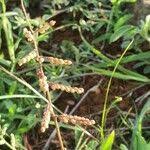 Image result for Urochloa semiundulata