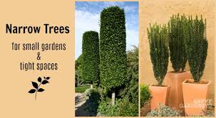 There are narrow evergreens to suit most tastes and gardening needs. 10 Narrow Trees For Small Gardens And Tight Spaces