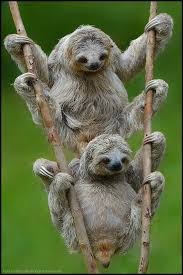 Three Toed Sloths Tiere Niedliche Tiere Wilde Tiere