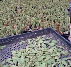 Tips for propagating a christmas cactus. Propagating Cactus