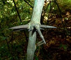 Image result for Dalbergia boehmii