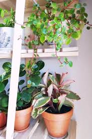 Maybe you would like to learn more about one of these? Types Of Peperomia 15 Recommended Varieties To Grow Indoors
