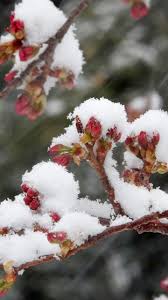 Весна — в саду ягода (2020) весна — стоп, стоп, стёпа (2020) весна — поцелуев волшебство (2020) Why Snow Is Different In Spring Than The Heart Of Winter The Weather Channel Articles From The Weather Channel Weather Com