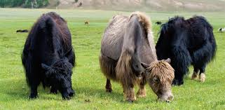 Image result for yak