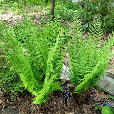Image result for Dryopteris