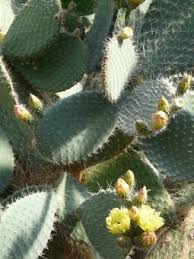It is a plant that grows in desert biomes. Free Images Nature Fruit Leaf Food Green Produce Botany Succulent Flora Red Flower Clouds Shrub Tenerife Figs Spur Canary Islands Meaty Members Flowering Plant Opuntia Prickly Pear Cactus Greenhouse Spiny Multiple