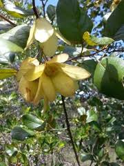 Image result for Monotes africanus