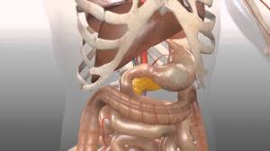 Image result for pancreas location