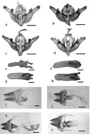 Image result for Andropogon perligulatus
