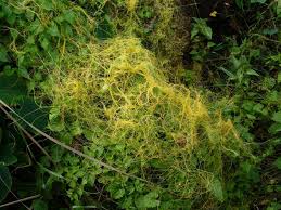 Image result for Cuscuta australis