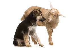 The puppies receive a parvo only shot at 5 weeks, and a 5 way puppy shot at 8. June Pet Events In Northwest Indiana Are Gonna Be Awesome The Pet Parlor Pet Sitting And Dog Walking In Northwest Indiana