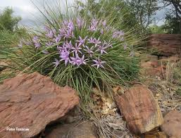 Image result for Xerophyta