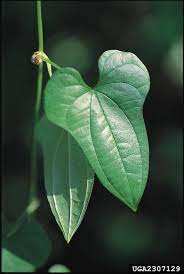 This plant was accidentally introduced to the united state from eastern asia. Climbing Yams Nonnative Invasive Plants Of Southern Forests A Field Guide For Identification And Control