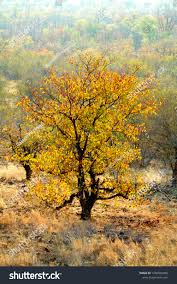 Image result for Rhigozum zambesiacum