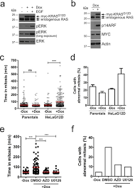 We did not find results for: Oncogenic Kras Triggers Mapk Dependent Errors In Mitosis And Myc Dependent Sensitivity To Anti Mitotic Agents Scientific Reports