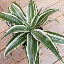 During this period, the plant only needs to be watered. Dracaena White Jewel Dracaena Estabrook S