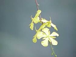 Image result for Campylospermum vogelii