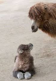 Camels and dromedaries are not related in the same way as horses and donkeys. 53 Camels Alpacas Llamas Ideas Camels Animals Cute Animals