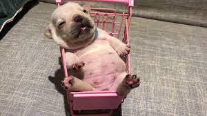Watch french bulldog puppy videos! Newborn French Bulldog Puppy Chills Out In Tiny Shopping Trolley