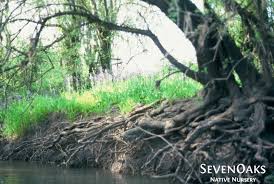 Image result for Landolphia foretiana