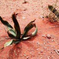 Image result for Drimia calcarata