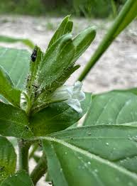 Image result for Asystasia mysorensis