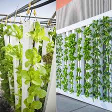 Traditional farming uses up to 100 gallons of water to grow a single head of lettuce (yes, really!), whereas hydroponic towers only use 10 gallons. Vertical Hydroponic Gardening Setup Ideas Advantages Gardening Tips