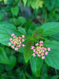 Lantana Bud Lantana Natural Beauty Plants