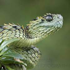 22 Pics Of The Coolest Poisonous Snake In The World The African Bush Viper Wow Gallery Snake In 2020 Snake Spirit Animal African Bush Viper Snake Photos