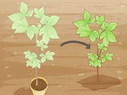 Simple Ways To Grow Conkers 13 Steps With Pictures Wikihow