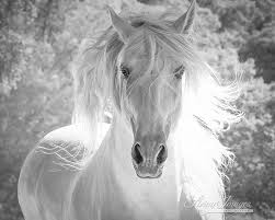 Jet black with matching black feathers and a long, thick, mane and tail.friesians are known for their graceful movement and high stepping trot, and theyt look like they stepped right out of a dream from the middle ages. Spanish Stallions Are Stunning In Black And White Living Images