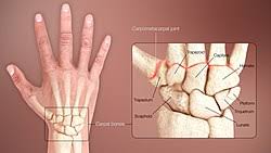 Long flexor tendons extend from the forearm muscles through the wrist and attach to the small bones of the fingers and thumb. Wrist Wikipedia