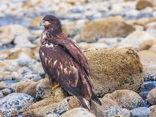 How Long Do Bald Eagles Live? (Complete Guide) | Birdfact