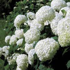 Hydrangeas are a classic flower that are a favorite amongst florists and gardeners. The Complete Guide To All Hydrangea Types Plant Addicts