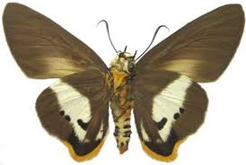Image result for Triaspis macropteron