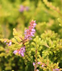 Image result for Calluna vulgaris