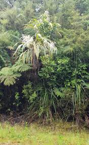 Check spelling or type a new query. Cabbage Tree Tangihua Northland