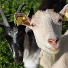 Maria Mays (@MaysMaria)