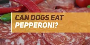 For more information about human foods that are safe for dogs to eat, check out this. Can Dogs Eat Pepperoni Puppyfaqs