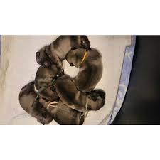 Image result for norský losí pes šedý