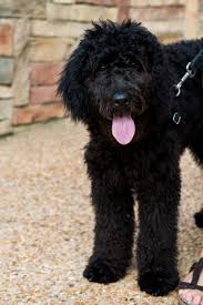 Visit our site 😘 stud services available dm 👇🏻 utahgoldendoodles.co. Goldendoodle I Would Take A Black One If They Looked Like This Doodle Puppy Goldendoodle Black Labradoodle