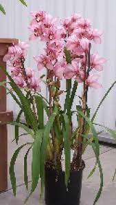 Discover Common Reasons Why An Orchid Won T Bloom And How To Fix Them Cymbidium Orchids Care Cymbidium Orchids Repotting Orchids