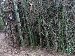 Image result for Bambusa