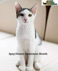 Pin On Pet Holidays