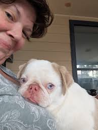 How to breed pugs to get panda color?