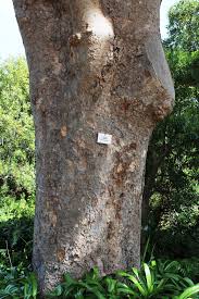 Image result for Khaya anthotheca