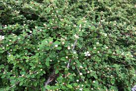Cotoneaster dammeri cotoneaster dammeri examples/ definitions with source references M Wie Teppich Mispel Cotoneaster Dammeri Bild 13 Schoner Wohnen