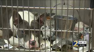 Cats and kittens are available for adoption at the atlanta humane society mansell campus. Metro Atlanta Animal Shelters Facing Adoption Crisis Can You Help Wsb Tv Channel 2 Atlanta