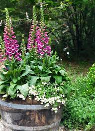 Cottage Garden 8 Things To Know About Foxgloves French Country Cottage Cottage Garden Cottage Garden Plants Cottage Garden Design