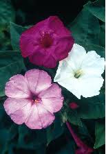 Critical to understanding incomplete dominance is that when the two alleles are present. Dominance And Codominance Concept Characteristics Examples